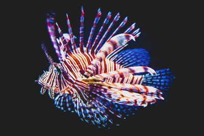 Colorful fish
